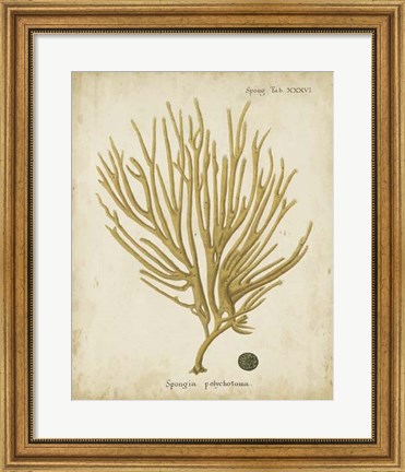 Framed Esper Antique Coral IV Print