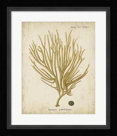 Framed Esper Antique Coral IV Print