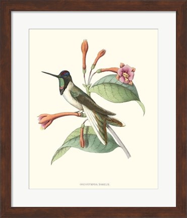Framed Hummingbird &amp; Bloom IV Print