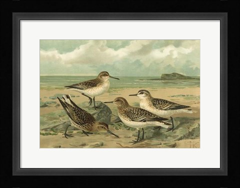 Framed Shore Gathering III Print