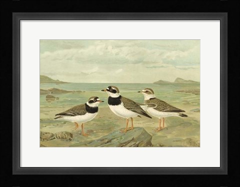 Framed Shore Gathering IV Print