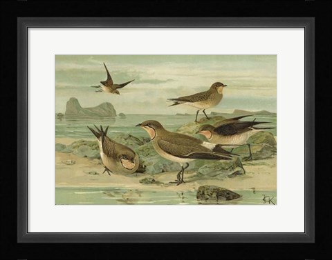 Framed Shore Gathering V Print