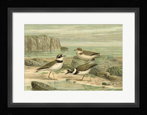 Framed Shore Gathering VI Print