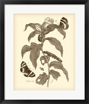 Framed Nature Study in Sepia I Print
