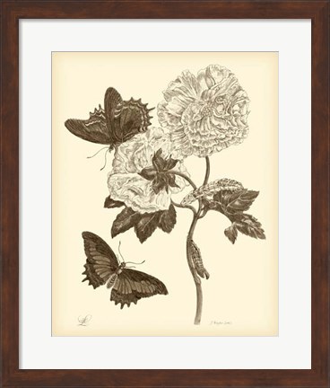 Framed Nature Study in Sepia IV Print