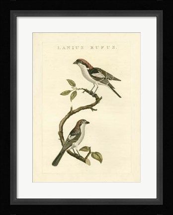 Framed Nozeman Birds I Print