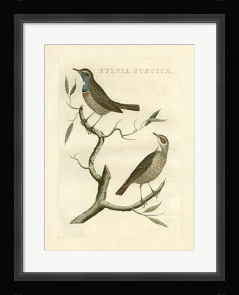 Framed Nozeman Birds II Print