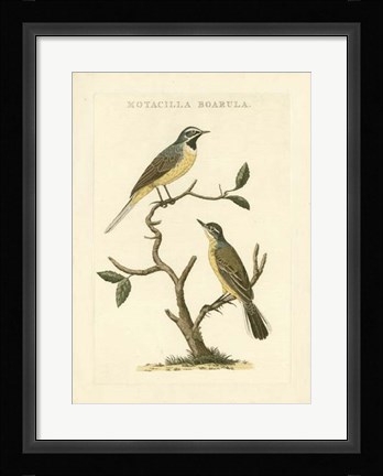 Framed Nozeman Birds III Print