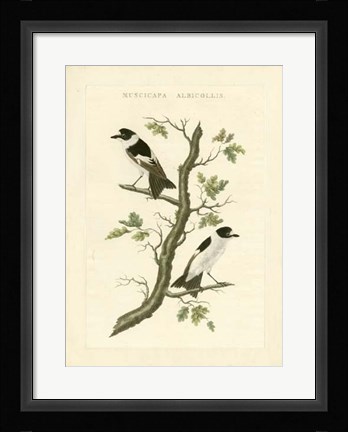Framed Nozeman Birds IV Print