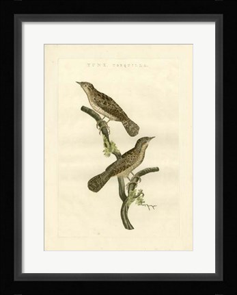 Framed Nozeman Birds V Print