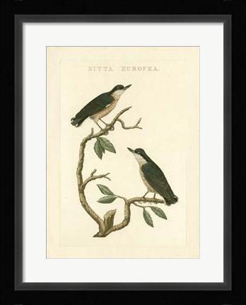 Framed Nozeman Birds VI Print