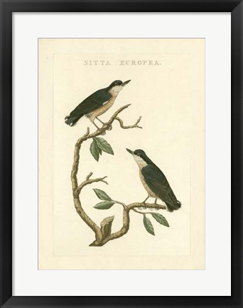 Framed Nozeman Birds VI Print