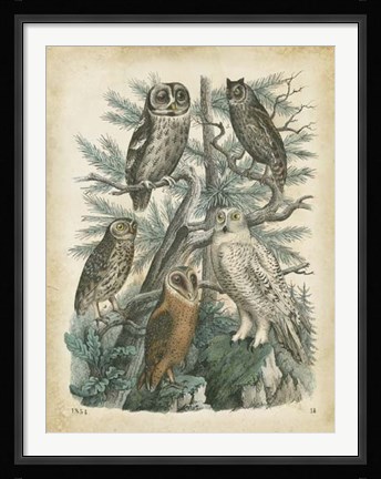 Framed Nature's Gathering III Print