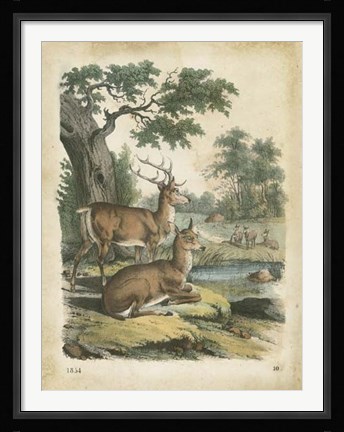 Framed Nature's Gathering IV Print