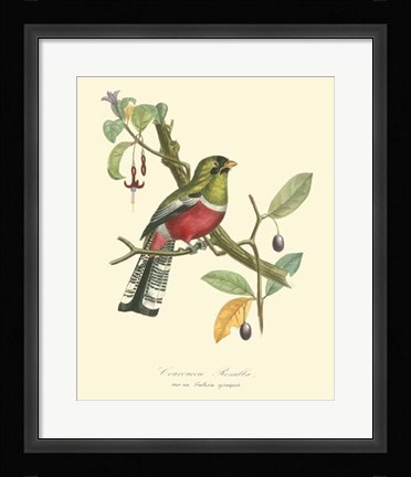 Framed Nature Jardin I Print