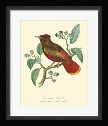 Framed Nature Jardin II Print