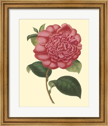 Framed Camellia Garden I Print