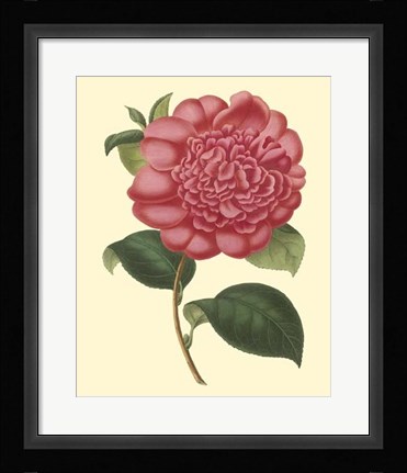 Framed Camellia Garden I Print