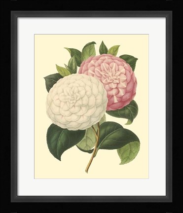 Framed Camellia Garden IV Print