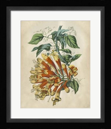 Framed Tropical Beauty II Print
