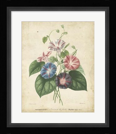 Framed Victorian Bouquet I Print