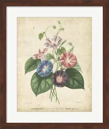 Framed Victorian Bouquet I Print