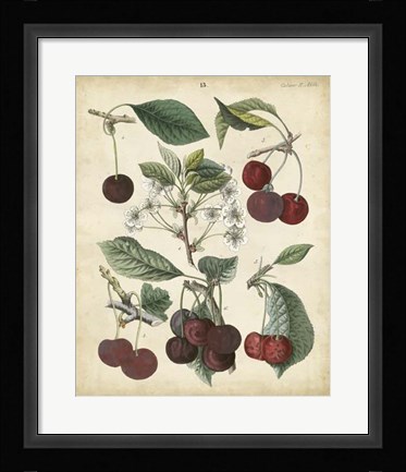 Framed Calwer Common Cherry Print