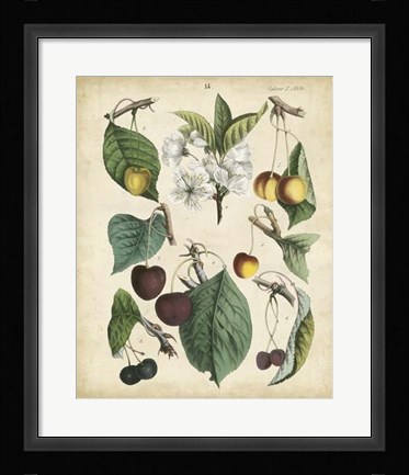 Framed Calwer Wild Cherry Print