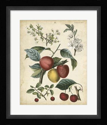 Framed Calwer Cherry Print