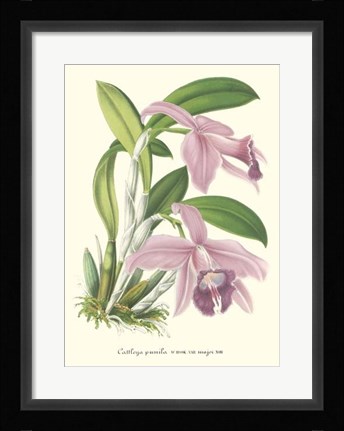 Framed Lavender Orchids II Print