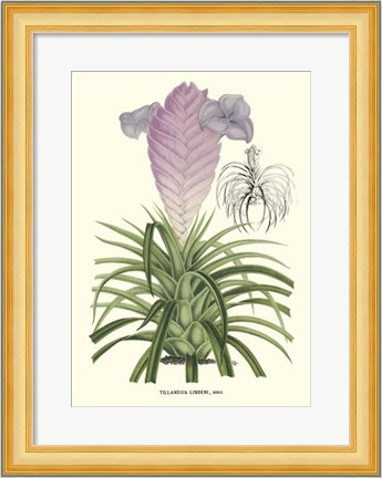 Framed Lavender Orchids III Print