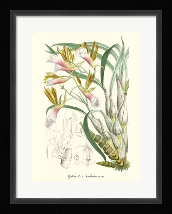 Framed Lavender Orchids IV Print