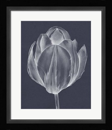 Framed Monochrome Tulip I Print