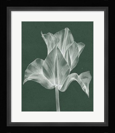 Framed Monochrome Tulip IV Print