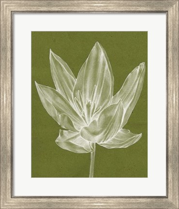 Framed Monochrome Tulip VI Print