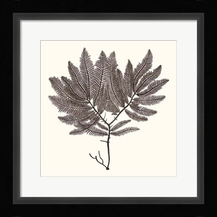 Framed Seaweed Collection I Print