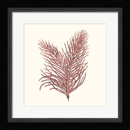 Framed Seaweed Collection II Print