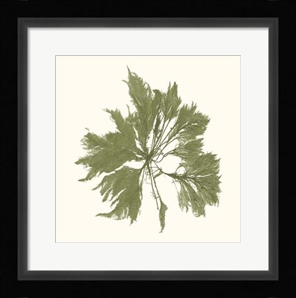 Framed Seaweed Collection III Print