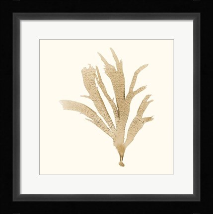 Framed Seaweed Collection IV Print