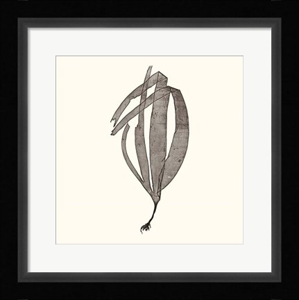 Framed Seaweed Collection V Print