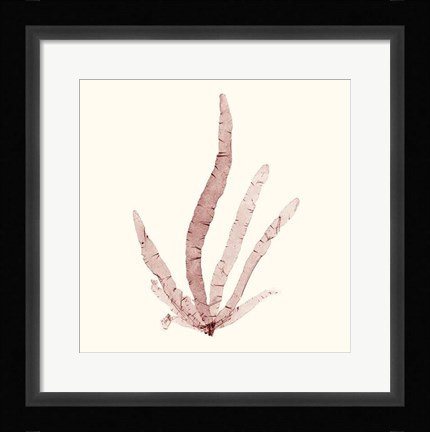 Framed Seaweed Collection VI Print