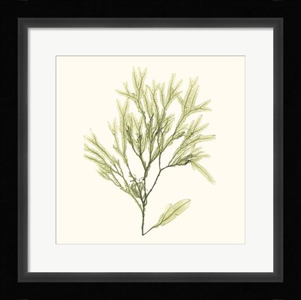 Framed Seaweed Collection VII Print