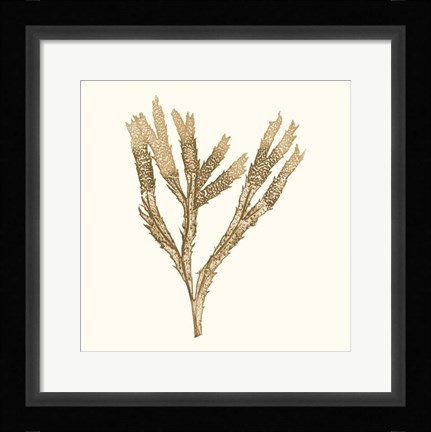 Framed Seaweed Collection VIII Print