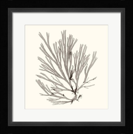 Framed Seaweed Collection IX Print