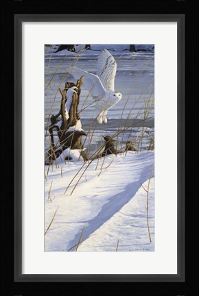 Framed Great White Hunter Print