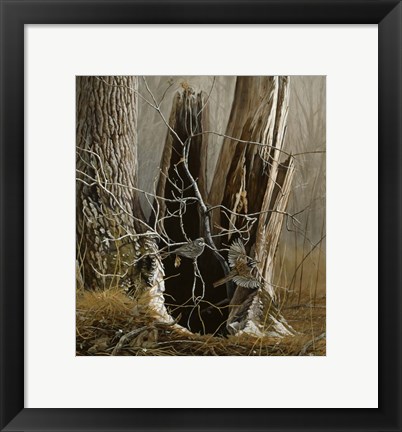 Framed White Throated Sparrows Print