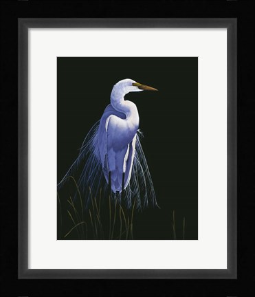 Framed Common Egret In Breeding Plumage Print