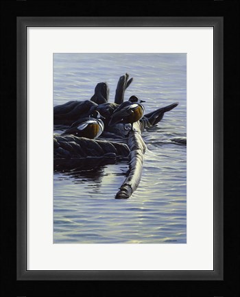 Framed Harlequin Ducks Print