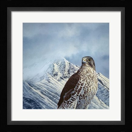 Framed Gyr Falcon Print