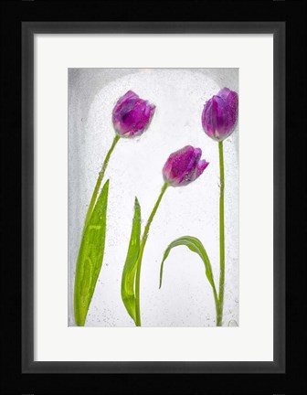 Framed Flores Congeladas 2 Print